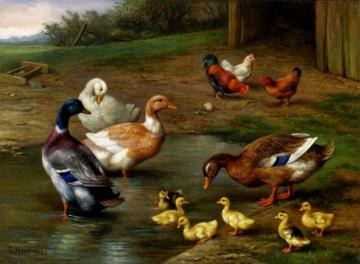 Chickens, Ducks And Ducklings Paddling Artwork by Edgar Hunt
