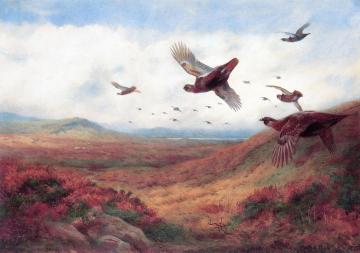 Grouse in Flight Artwork by Archibald Thorburn