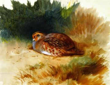 A Young Partridge Artwork by Archibald Thorburn