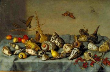 Still Life With Shells Artwork by Balthasar van der Ast
