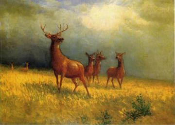 Deer in a Field Artwork by Albert Bierstadt