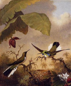 Black-eared Fairy Artwork by Martin Johnson Heade