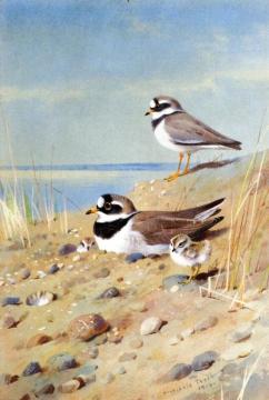 Ringed Plover and Their Young on the Shore Artwork by Archibald Thorburn