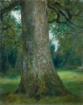 Study Of The Trunk Of An Elm Tree Artwork by John Constable