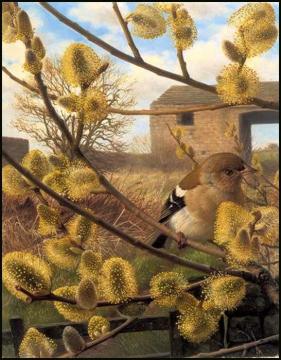 Hen Chaffinche with Willow Catkins Artwork by Raymond Booth