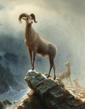 Rocky Mountain Sheep Artwork by Albert Bierstadt