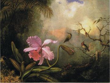 Carrleya Orchid with Two Hummingbirds Artwork by Martin Johnson Heade