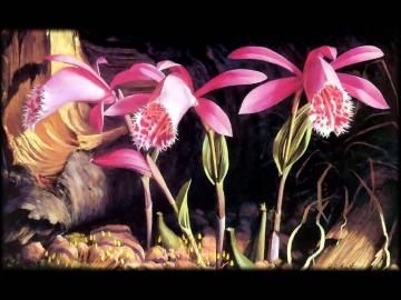 Orchids Artwork by Raymond Booth