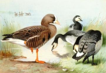 A White-Fronted Goose and Barnacle Geese Artwork by Archibald Thorburn