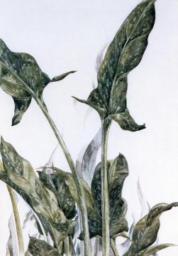 Yellow Calla Lily Leaves Artwork by Charles Demuth