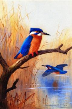 A Pair of Kingfishers Artwork by Archibald Thorburn