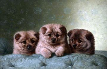 Chow Chows Artwork by Horatio Henry Couldery
