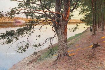 Evening Sun On A Pine Tree Artwork by August Wilhelm Nikolaus Hagborg