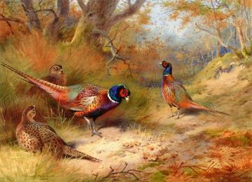 Ring Neck Pheasants Artwork by Archibald Thorburn