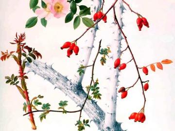 Rosehips Artwork by Raymond Booth