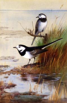 A Pair of Pied Wagtails Artwork by Archibald Thorburn