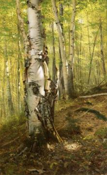 Silver Birches Artwork by John George Brown