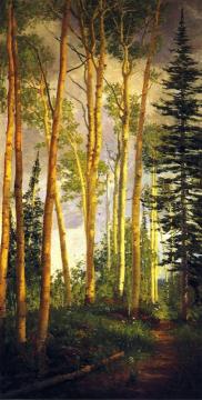 Quaking Aspens, Aspen Grove Artwork by John Hafen