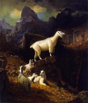 Rocky Mountain Goats Artwork by Albert Bierstadt