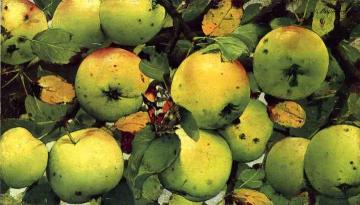 The Red Admiral Artwork by Joseph Decker