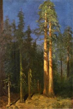 California Redwoods Artwork by Albert Bierstadt