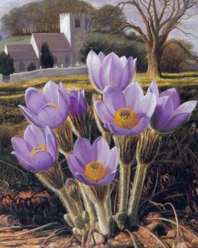 Pasque Flower Artwork by Raymond Booth