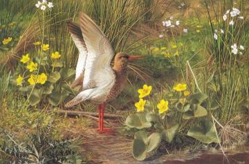 Redshank Artwork by Raymond Booth