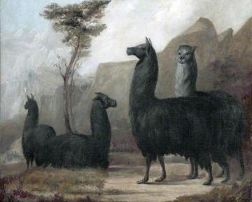Alpacas Artwork by Jacques-Laurent Agasse