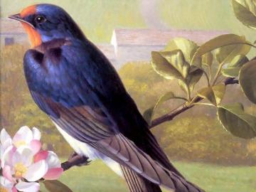 The Blue Bird Artwork by Raymond Booth