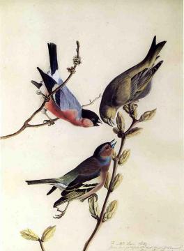 A Chaffinch, Bullfinch and Greenfinch on a Branch of Budding Chestnuts Artwork by John James Audubon