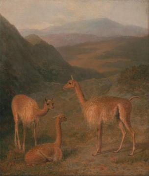 Vicunas Artwork by Jacques-Laurent Agasse