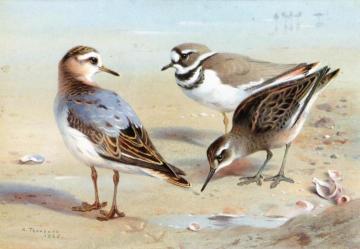 A Knot, A Sandpiper and a LIttle Ringed Plover Artwork by Archibald Thorburn