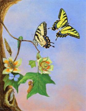 Butterflies Artwork by Titian Ramsey Peale II