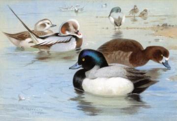 A Pair of Long-Tailed Ducks and a Pair of Scaup Artwork by Archibald Thorburn