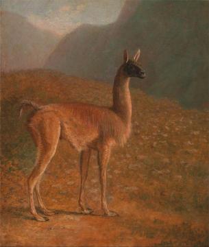 Guanaco Artwork by Jacques-Laurent Agasse