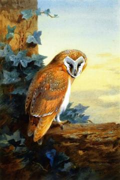 A Barn Owl Artwork by Archibald Thorburn