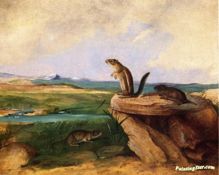 Harris Antelope Ground Squirrel, N.M. California Vole and Wood Rat Artwork by John Woodhouse Audubon