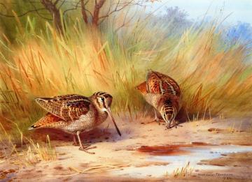 A Pair of Woodcock Artwork by Archibald Thorburn