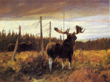 Bull Moose And Cow Artwork by Carl Rungius
