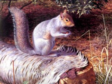 Squirrel Artwork by Raymond Booth