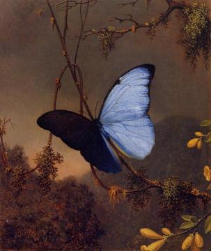 Blue Morpho Butterfly Artwork by Martin Johnson Heade