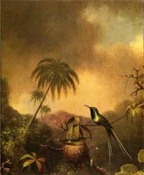 Two Thorn-Tails Artwork by Martin Johnson Heade