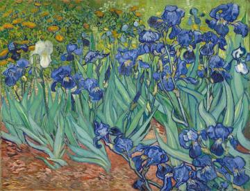Irises Artwork by Vincent Van Gogh