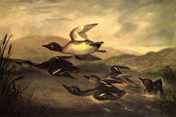 Wild Ducks Rising Artwork by John Woodhouse Audubon