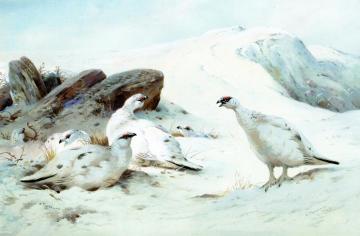Ptarmigan in the Snow Artwork by Archibald Thorburn