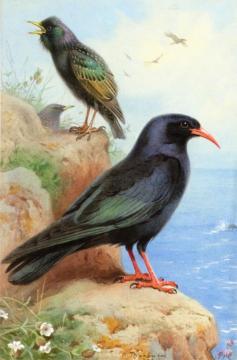 A Rock Starling and a Common Cough Artwork by Archibald Thorburn