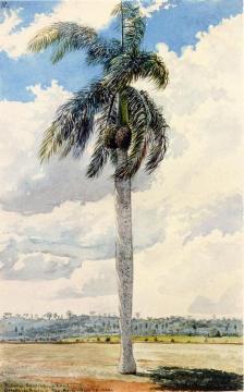 Royal Palm Artwork by Charles De Wolf Brownell