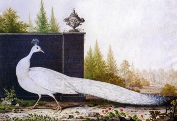 The White Peacock Artwork by Nicolas Robert