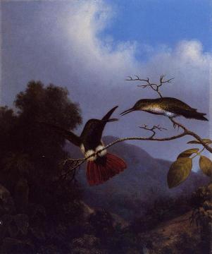 Black-Throated Mango Artwork by Martin Johnson Heade