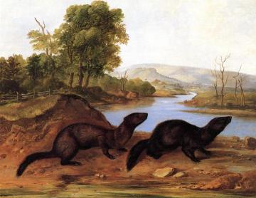 Mountain Brook Minks Artwork by John Woodhouse Audubon